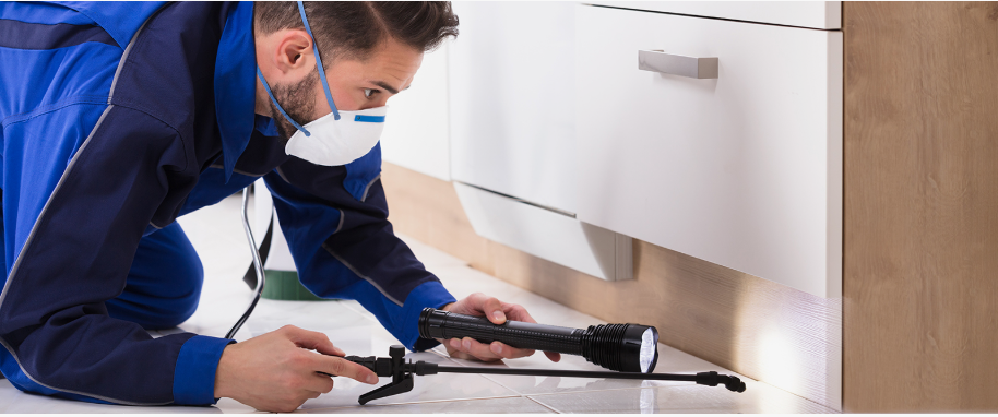 Columbus pest xpert removal